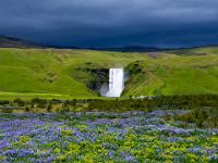 Lupinenfeld, Skogafoss und drohender Wolkenhimmel - Südisland
